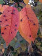 WhatsApp_Image_2025-11-06_at_17.23.40_1